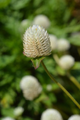 White globe amaranth
