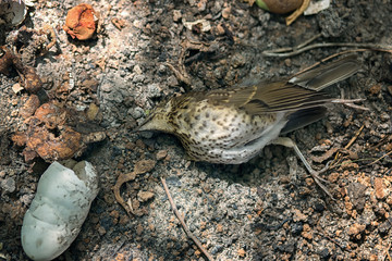 Dead bird