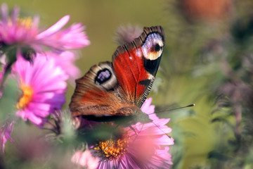 Peacock eye butterfly