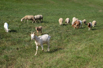 Ziegen und Schafe auf der Weide