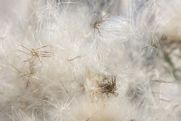 Light background of fluffy flowers