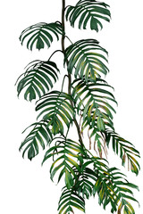 Dark green yellow leaves of native Monstera philodendron plant growing in wild, the tropical forest plant, evergreen climbing vine isolated on white background, clipping path included. © Chansom Pantip