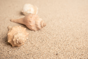 Fototapeta na wymiar Sea shells on sandy beach on a warm summers afternoon