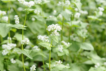 蕎麦の白い花