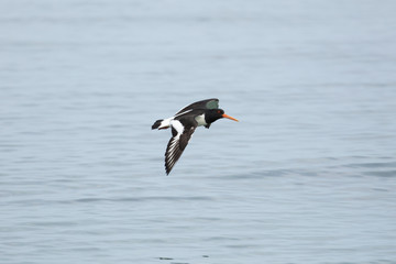 The oystercatcher in flight over the North Sea