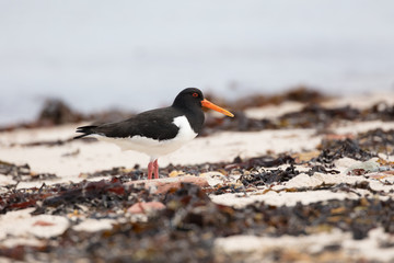 The oystercatcher prefers shallow seashores and islands, estuaries of streams and rivers