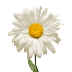 One white daisy flower isolated on white background. Flat lay, top view. Floral pattern, object
