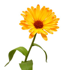 Flower of calendula officinalis isolated on white background. Marigolds, medicinal plants. Golden petals. Flat lay, top view. Floral pattern, object