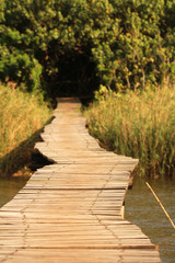 Obraz premium Wooden walkway disappearing into the wild bush