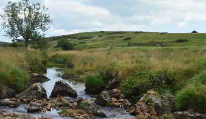 dartmoor stream