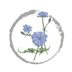 Wegwarte (Cichorium intybus) Dekoration