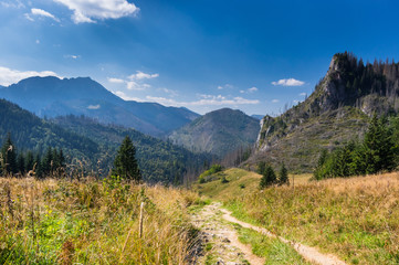 Naklejka premium Przysłop Miętusi