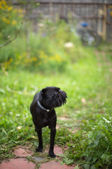 Dog breed Griffon sitting on the grass, funny dog