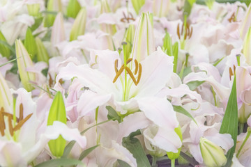 .A lot of white lilies.