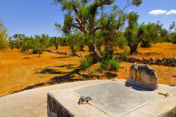 Old stone cistern with ancient olive trees, Salento, Apulia region, south Italy