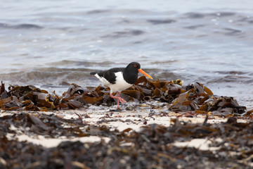 On the coast, oystercatchers feed primarily on mussels, bristle worms, crabs and insects