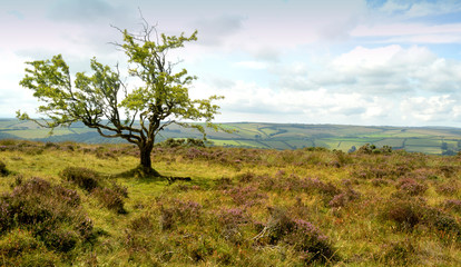 Fototapeta na wymiar exmoor tree