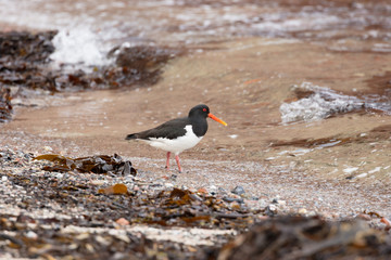 The oystercatcher, one of the most characteristic birds of the North Sea coast