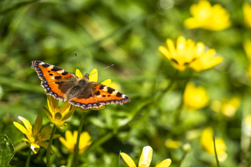 Close-up of Aglais urticate, small totoiseshell,sitting on buttercup