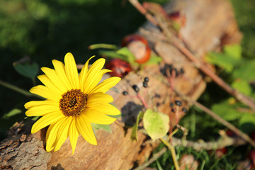 Herbststimmung mit Sonnenblume und Kastanien
