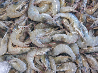 fresh shrimps for sale in local fresh market.