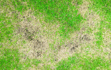 Grass texture. grass background. patchy grass, lawn in bad condition and need maintaining, Pests...