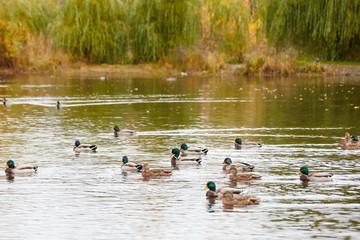 ducks swim in the lake in the Park in autumn / autumn landscape