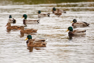 ducks swim in the lake in the Park in autumn / autumn landscape