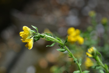 Spanish Gorse