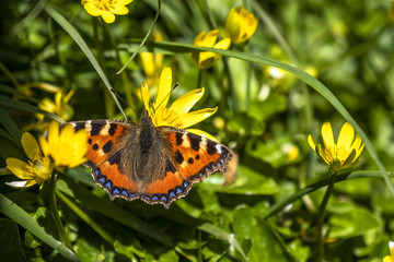 Obraz premium Close-up of Aglais urticate, small totoiseshell,sitting on buttercup