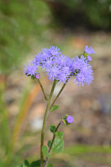 Blue flossflower