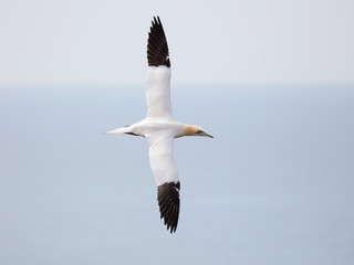 Flight picture from top, gannets have long and narrow wings that attach far back to the body