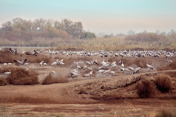 Fototapeta premium Thousands of Gray Cranes flocking and nesting in shallow water of the Agamon Hula Lake National Park, Northern Israel. Bird migration along flyway between breeding and wintering grounds