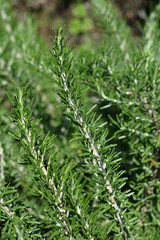 Rosemary