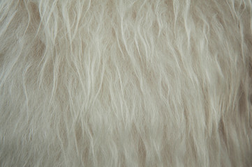 White soft sheep wool texture background. Fluffy fur.