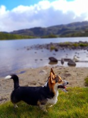 Corgi steht am See
