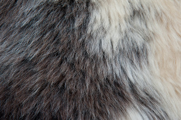 White and brown soft sheep wool texture background. Fluffy fur.