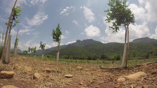 Ground level time lapse in vineyard