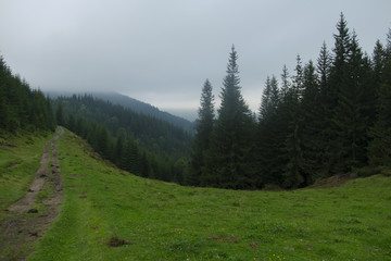 road in the Carpathian mountains with thick fir trees in the fog in the summer day