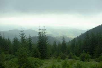 mountains of the Carpathians with thick fir trees in the fog in the summer day