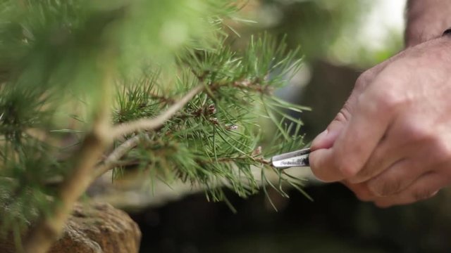 Man hands trimming and pruning the branchs of a bonsai pine