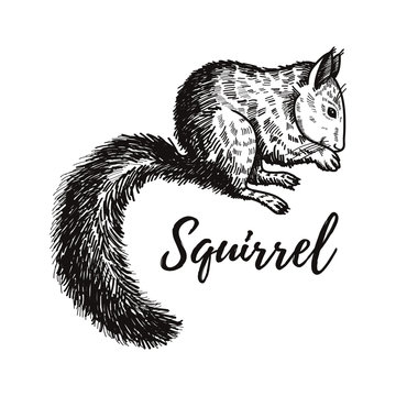 Hand drawn squirrel. Retro realistic animal isolated. Vintage style. Doodle line graphic design. Black and white drawing mammal. Vector sketch. Christmas animal