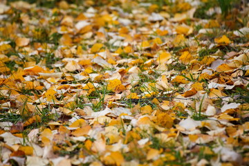 gold autumn leaves on the pavement