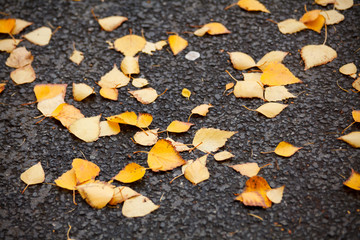 gold autumn leaves on the pavement