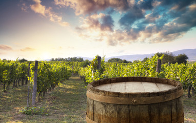 Ripe wine grapes on vines in Tuscany, Italy. Picturesque wine farm, vineyard. Sunset warm light