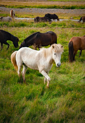 Naklejka na ściany i meble White wild horse in a peaceful meadow