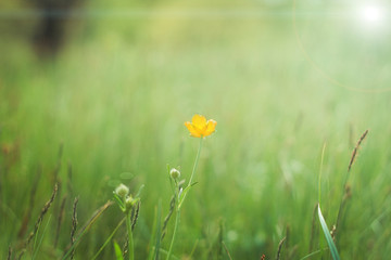 A gentle natural background in warm colors with a soft focus .Yellow flower. A flowering plant in the spring with blurry soft outlines.
