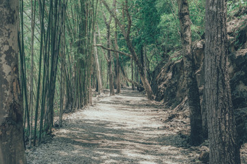 Forest path way landscape use for background., vintage style., Way to moutain.