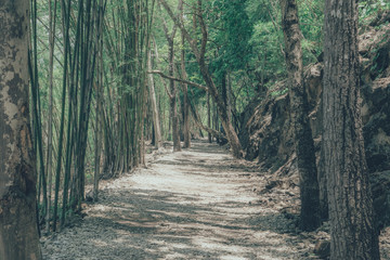 Fototapeta premium Forest path way landscape use for background., vintage style., Way to moutain.