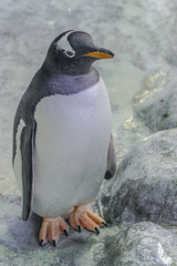 Gentoo penguin portrait (Pygoscelis papua)